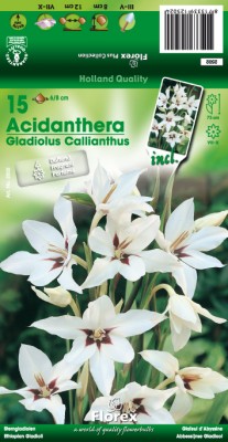 Zomerbollen en vaste planten Diverse soorten Abesijnse gladiool Acidanthera per 15 Abesijnse gladiool Acidanthera per 15  (a6001)